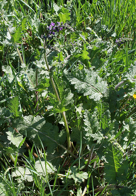 Salvia verbenaca