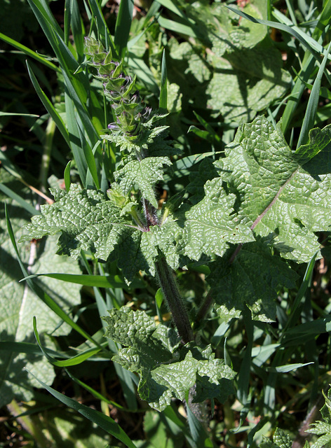 Salvia verbenaca-002