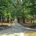 Tree lined dirt road