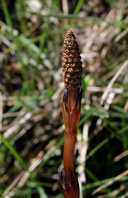 Sporophyte de Prêle