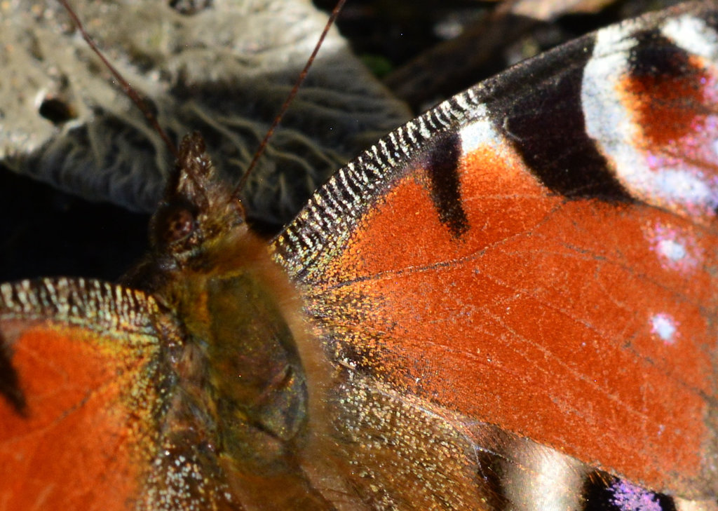 Peacock Butterfly, Inachis io