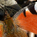 Peacock Butterfly, Inachis io