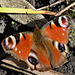 Peacock Butterfly, Inachis io