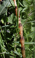 Sporophyte de Prêle