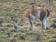 guanaco, Torres del Paine