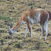 guanaco, Torres del Paine