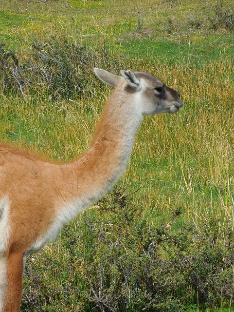 guanaco, Torres del Paine