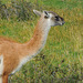 guanaco, Torres del Paine