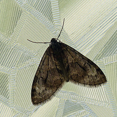 Moth on a washroom window