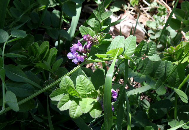 Vicia sepium