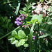 Vicia sepium