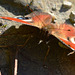 Peacock Butterfly, Inachis io.....head on