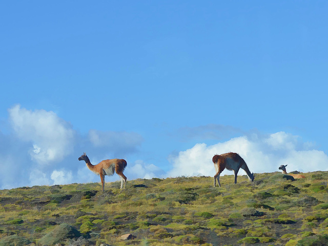 a last look at guanacos