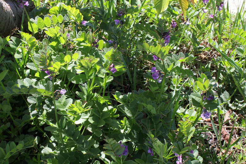 Vicia sepium (2)