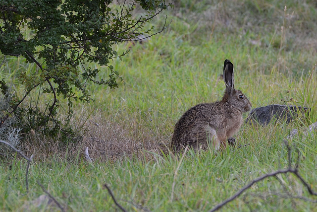 Patagonian hare