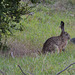 Patagonian hare