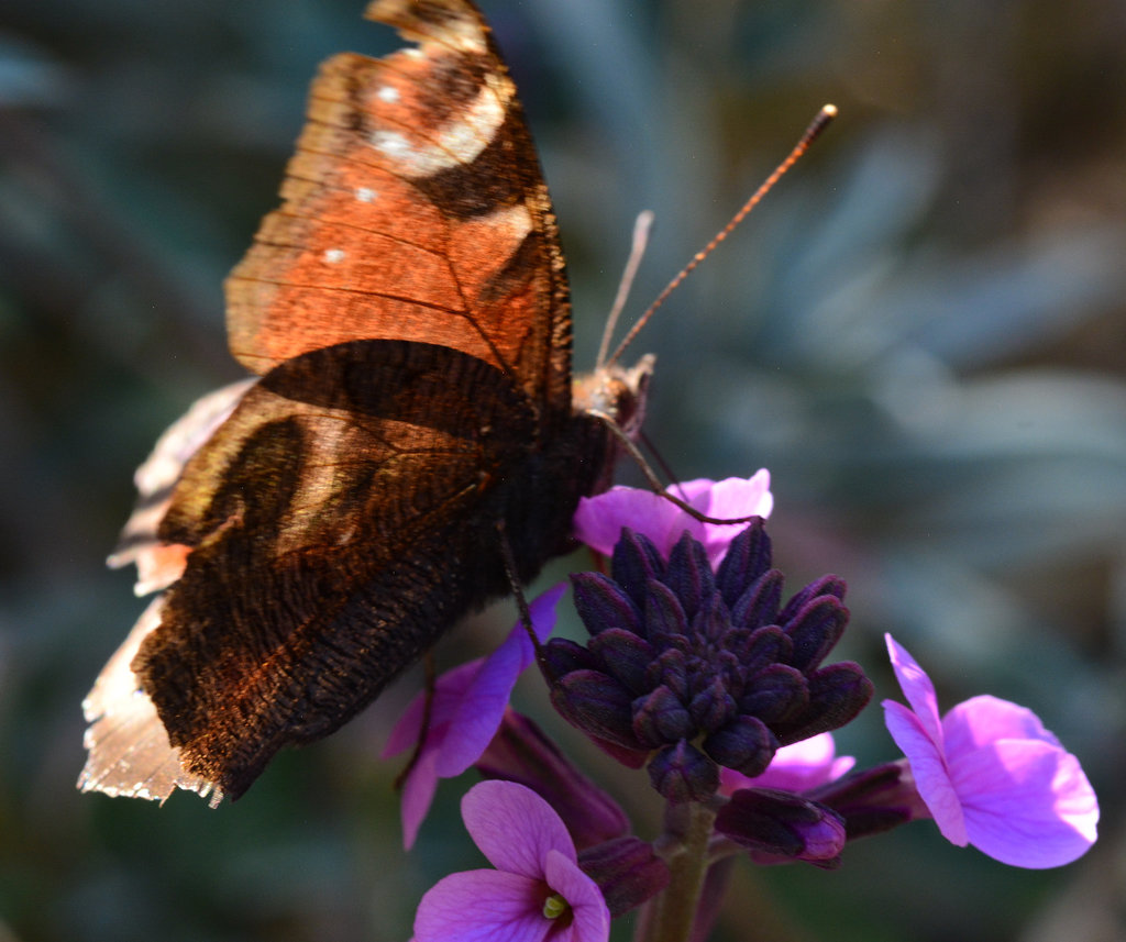 Peacock Butterfly, Inachis io