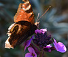 Peacock Butterfly, Inachis io