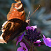 Peacock Butterfly, Inachis io