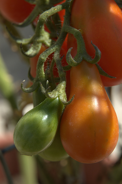 heirloom tomatoes