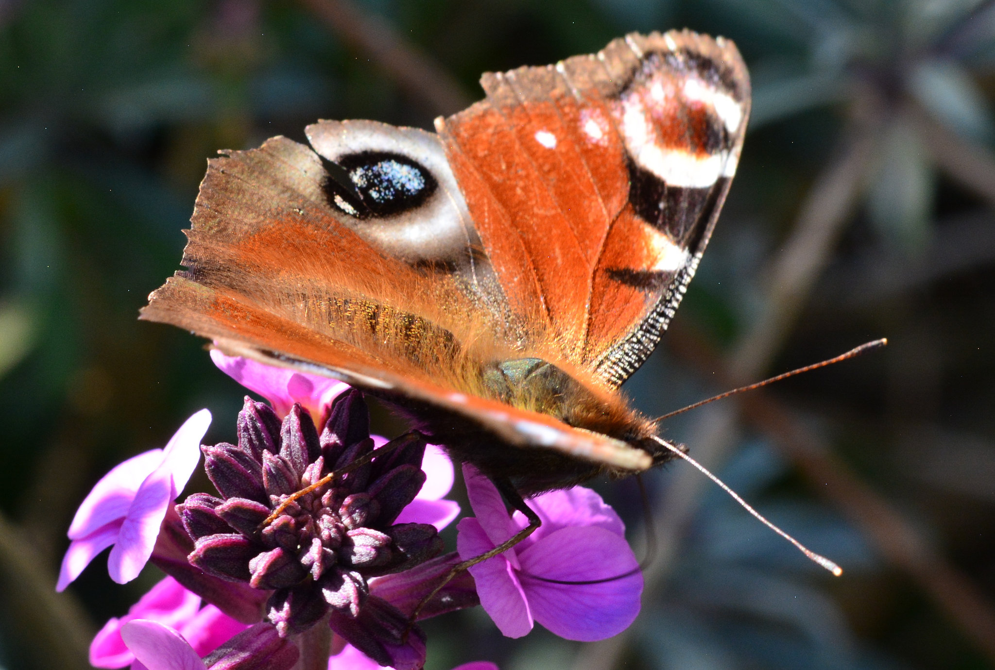 Peacock Butterfly, Inachis io