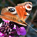 Peacock Butterfly, Inachis io