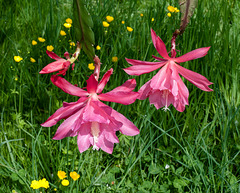 Disocactus-Epiphyllum-Hybriden - 2014-04-25-_DSC2051