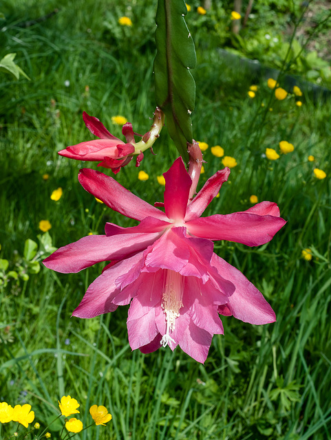 Disocactus-Epiphyllum-Hybride - 2014-04-25-_DSC2048