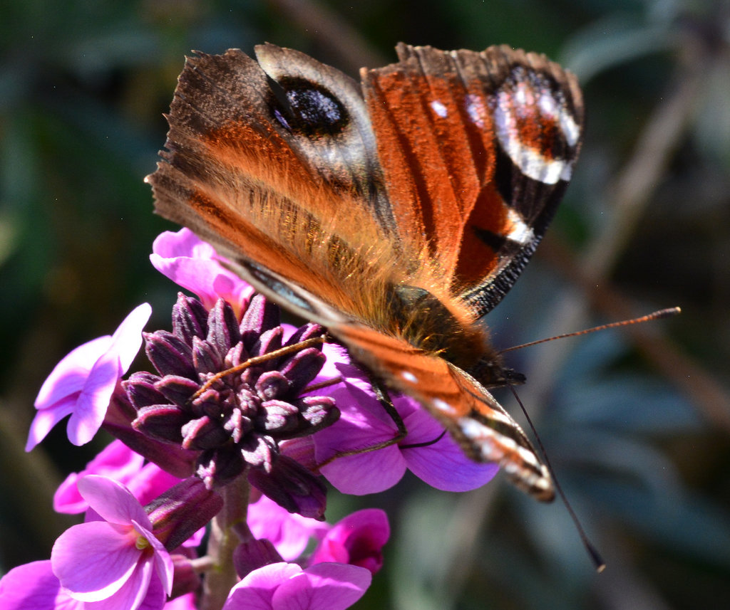 Peacock Butterfly, Inachis io