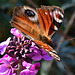 Peacock Butterfly, Inachis io