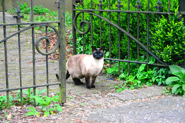 Siamese cat