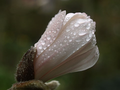 Magnolia Stellata