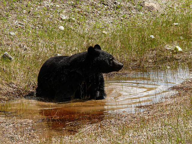 Happiness is ... playing in a puddle