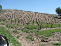 Grapes, near Paso Robles