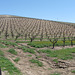 Grapes, near Paso Robles