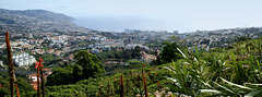 Funchal (Seeseite) vom Pico dos Parcelos  (355m) aus gesehen. ©UdoSm