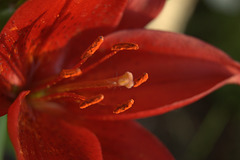 Asiatic lily2