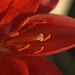 Asiatic lily2