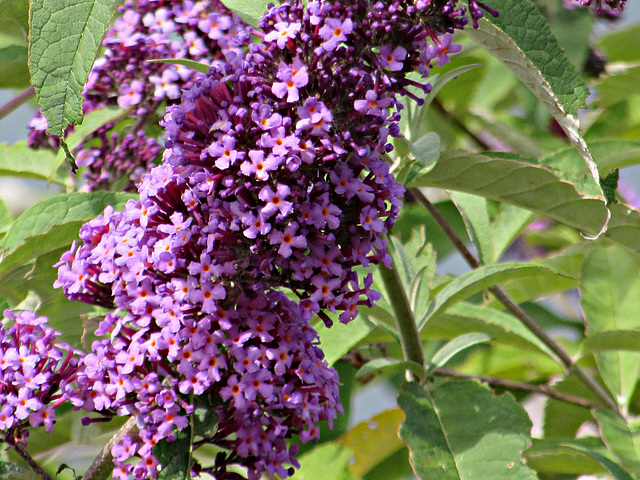 Buddleia