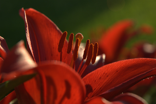 Asiatic lily