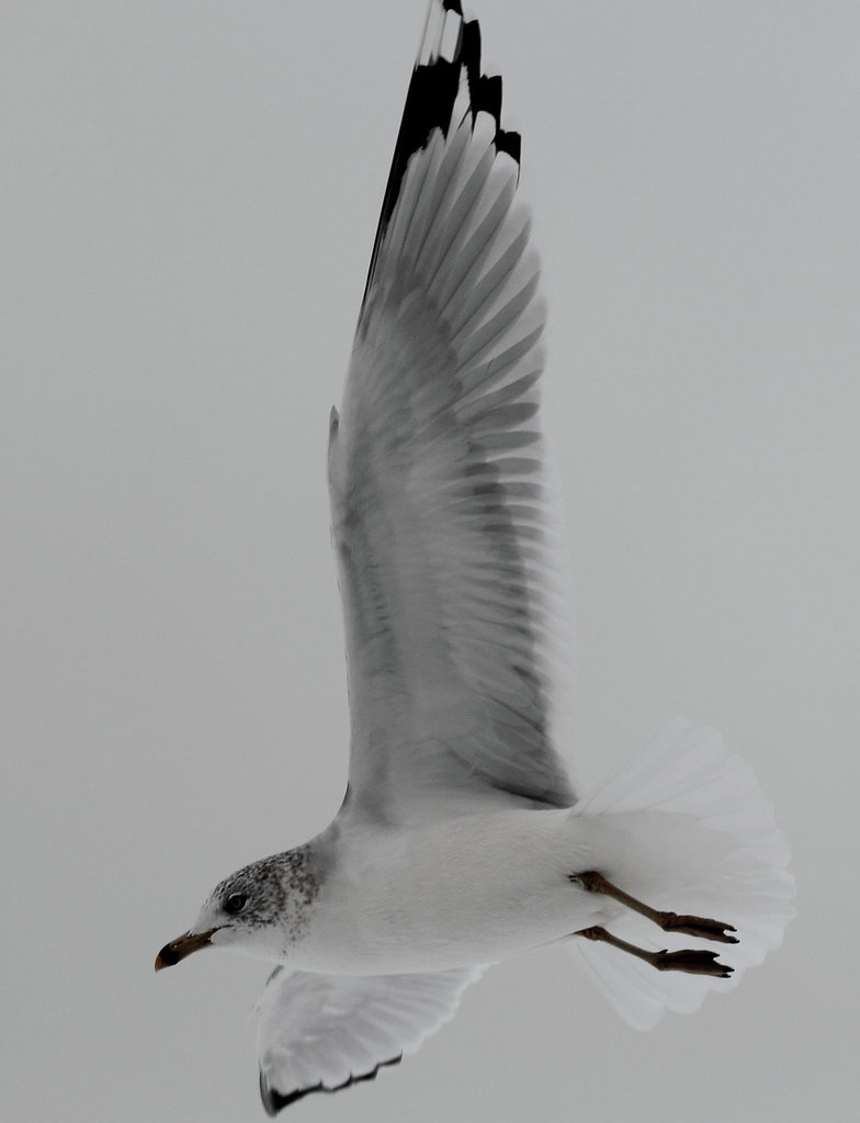 Larus delawarensis