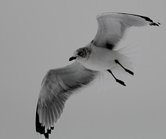 Ring-billed gull in Central Park, New York City