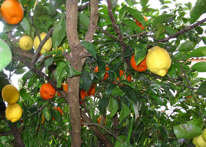 31 years old crazy lemon tree...