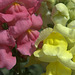 snapdragons