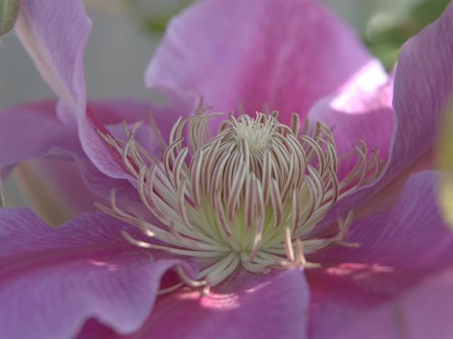 clematis