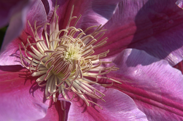 clematis