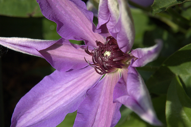 clematis