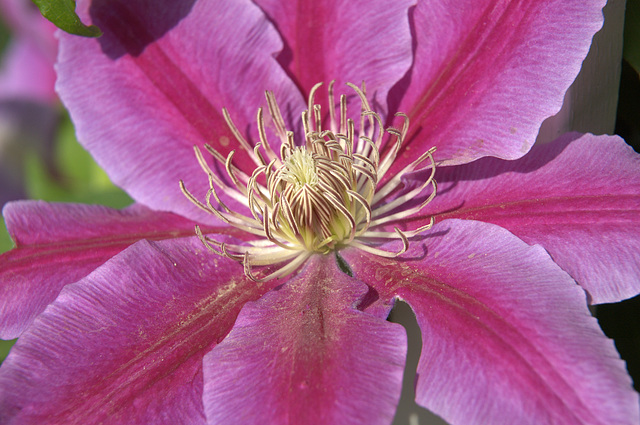 clematis