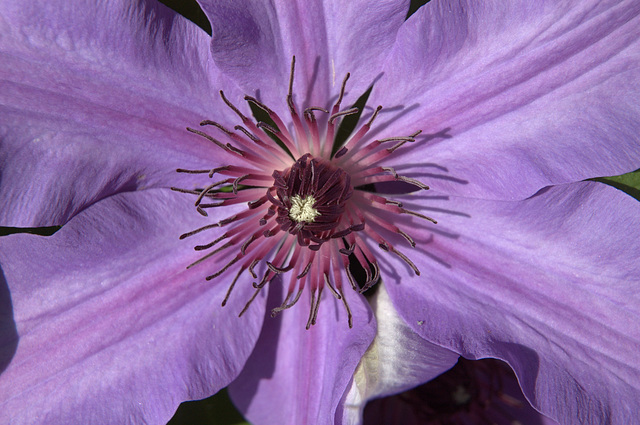 clematis