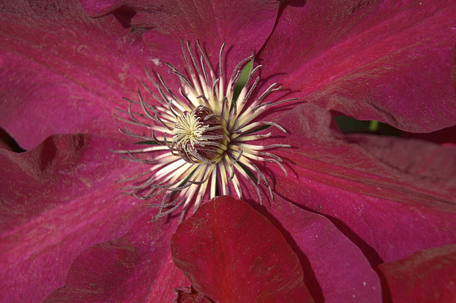 clematis